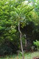 Bois d'éponge. GASTONIA cutispongia. Réunion. Araliaceae. 7-10m
